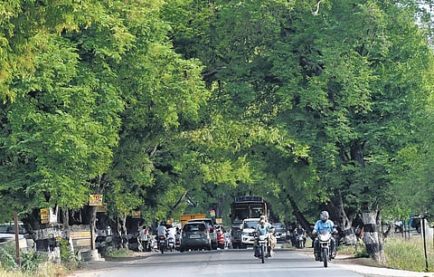 The trees have been identified for removal for road work between Kurumbapalayam and Puliyampatti areas in Coimbatore | S Senbagapandiyan