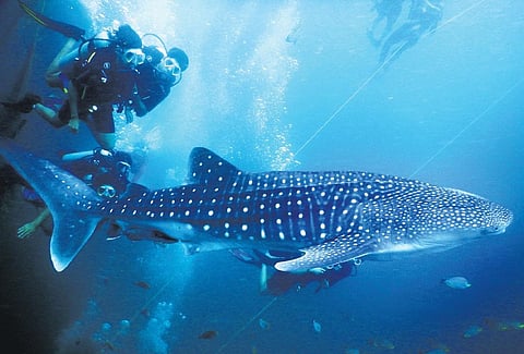 One juvenile whale shark surfaced just a few metres from Neelankarai beach | Express