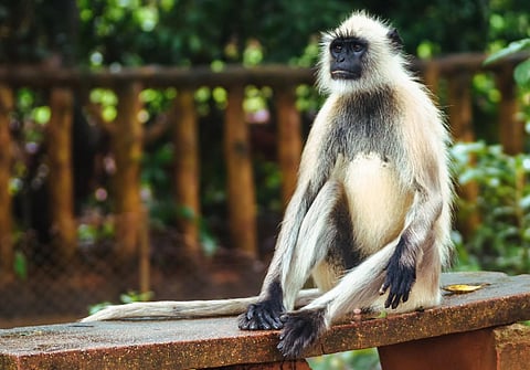 Representational image of a gray langur. (Photo | Wikimedia Commons)