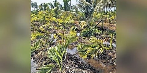 1,800 betel trees felled in TN's Jedarpalayam, cops on alert