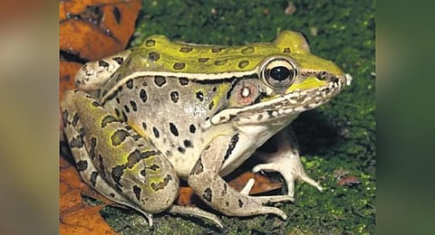 Centre under Kerala Forest Research Institute to map state’s frog species, identify key habitats