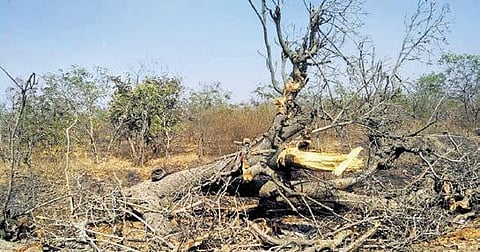 The banyan tree that has been cut  down on  NH 163 at Chevella. Volunteers had geotagged 914 trees in 2022