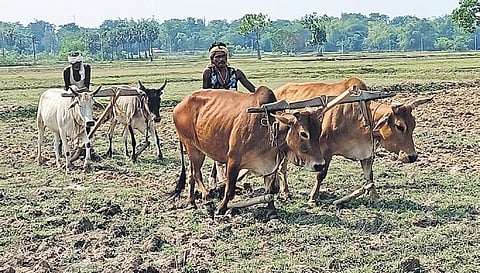 Farmers ploughing their field at Shasa village in Rasgovindpur block | Express