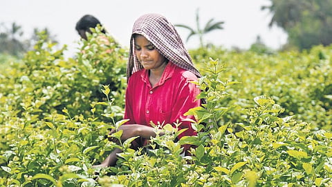 Representational image of a farm worker plucking jasmine near Tiruchy | M K Ashok Kumar