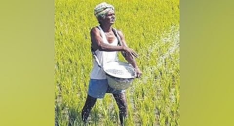 A farmer preparing a field for cultivation. (Photo | Express)