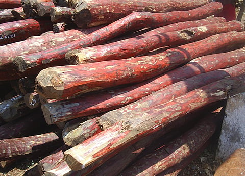 Sandalwood logs (Photo | Wikimedia commons)