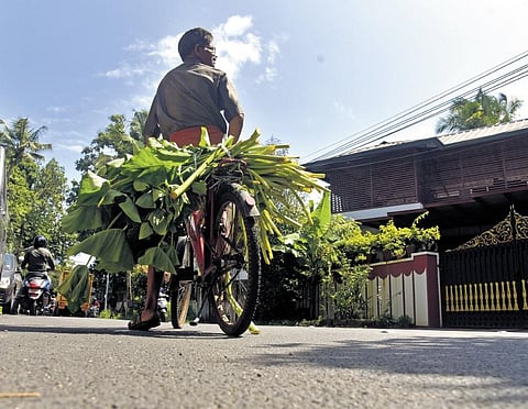 Colocasia leaves are highly  sought-after during Karkidakam for its health benefits