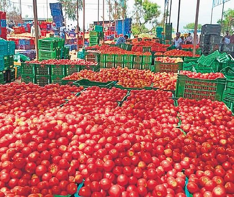 At Rs 140 per kg, cost of tomatoes record new high in AP's Manapalle