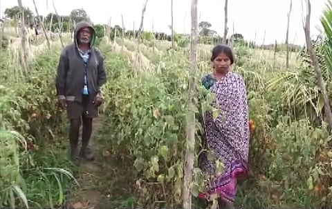 Miscreants swiftly plucked the tomato crop, loaded up the vehicle and drove away. With prices touching Rs 110-150, the humble tomato is now a prized possession.