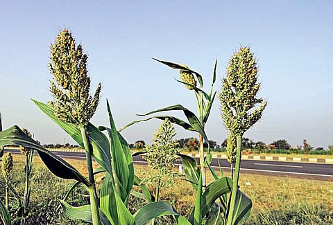 Jowar agriculture crop Sorghum used for representative purpose