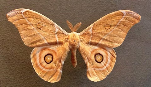 Image used for representational purposes only. (Wikimedia Commons)