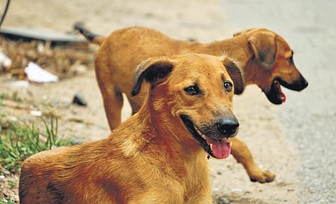 The stray dog census is overdue since 2022 and experts say that it needs to be conducted every four years | r krishnaraj