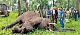 The carcass of the elephant was buried in the forest