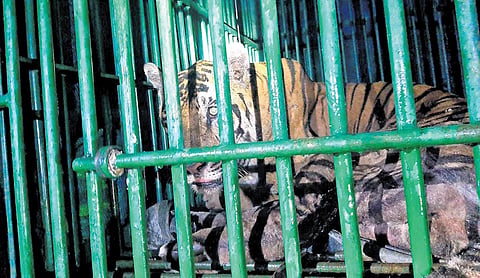 Image of the Tiger used for representational purpose.