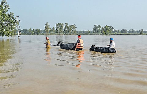 Residents with their livestock shift to a safer place from a flood-affected area as the swollen Beas river inundates near Jalandhar on Friday. (Photo | PTI)