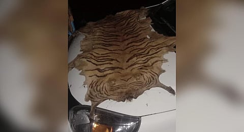 FILE PHOTO: A Bengal tiger skin seized by Delhi Police.