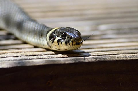 A snake used for representational purposes only