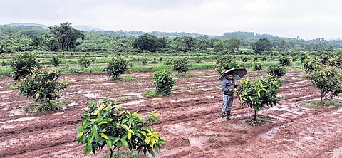 Fruit-istic: Converting a horticulture farm into a horti-tourism hub