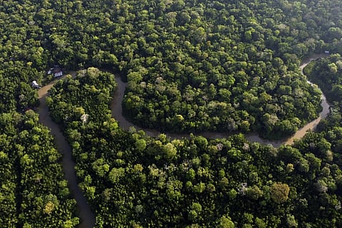 Forest line the Combu reek, on Combu Island on the banks of the Guama River, near the city of Belem, Brazil. (Photo | AP)