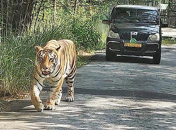 A tiger roams A national Park. (File Photo)