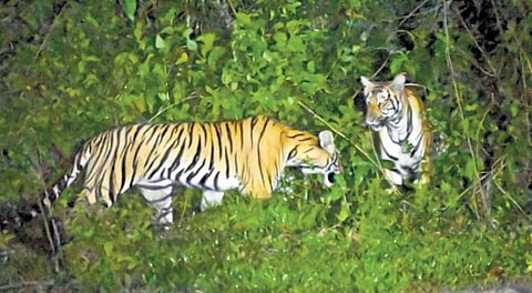 Tigers spotted by residents in Plamood area of Vandiperiyar. (Photo | Express)