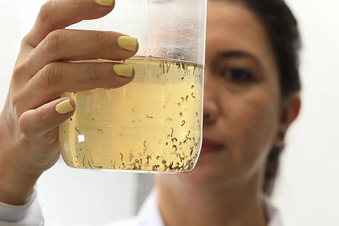 Coordinator Marlene Salazar holds a jar of mosquito larvae floating in water at the World Mosquito Program factory in Medellin, Colombia,  Aug 10, 2023. (Photo | AP)