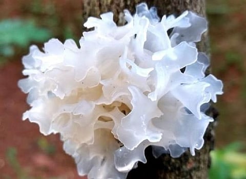Make room for Tremella mushroom in your skincare routine