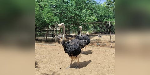Vandalur Zoo Ostrich breeding programme a grand success. There arecurrently 18 Ostrich birds and 33 eggs in incubation. Special effortsare being made to avoid inbreeding and increase the survival rate