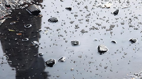 Puddles in Chetpet have become breeding grounds for mosquitoes | R Satish  Babu