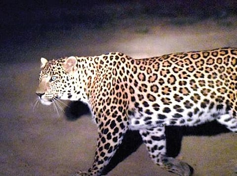The lab reports are crucial as the forest department will take a call on whether to release the wild cats into the forest or confine them to the zoo.