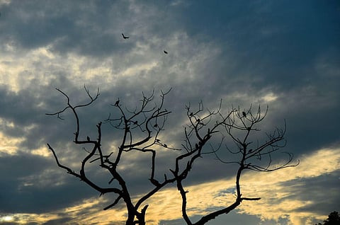 Birds perch on branches of a tree after rains, in Jalandhar, Tuesday, Sept. 19, 2023. (Photo | PTI)