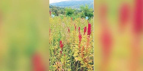 Millets cultivation