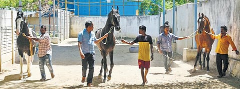 V Ram Prabhu (second from left) with his horses at Varaganeri in Tiruchy | mk ashok kumar