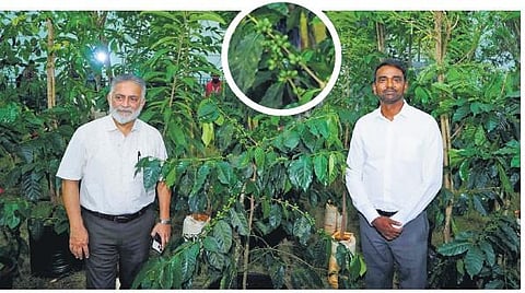 Dr KG Jagadeesha (Left), CEO and secretary of the Coffee Board of India, during  the inspection of the upcoming World Coffee Conference - 2023 | Express