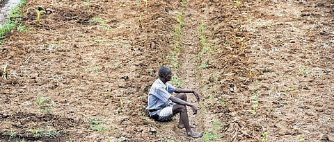A farmer sits dejected as his crops wilted owing to water shortage  | MK Ashok Kumar