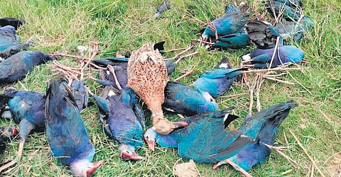 Forest officials booked the accused under Wildlife Act and fined them, while police filed a case for posing a threat to the public and held them | Express