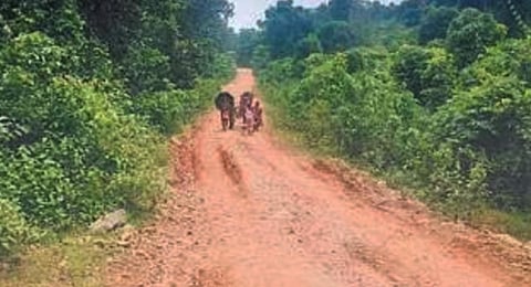 A kutcha road in Kaptipada sub-division of Mayurbhanj district | Express