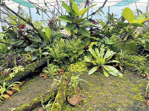 Developed by AP Forest Department, the orchidarium houses around 130 species of flowers | EXPRESS