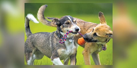 Different dog breeds have varying needs when it comes to mental stimulation.