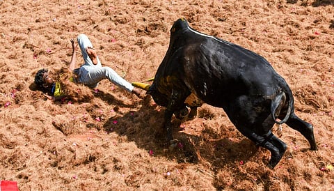 A participant attempts to bait the bull during the annual Jallikattu event at Periya Suriyur village in Tiruchy. 