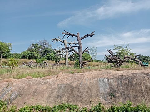 Designed by international artist Jon Coe, the facility, officially the Thrissur Zoological Park, Wildlife Conservation and Research Centre, is a dream project of  Kerala. (Photo| Express)