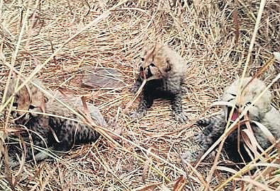 A Namibian Cheetah gave birth to three cubs in Kuno National Park