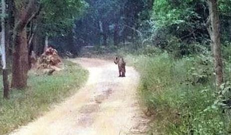 A tiger sighted taking a stroll on a path in Debrigarh wildlife sanctuary, (Photo | Express)