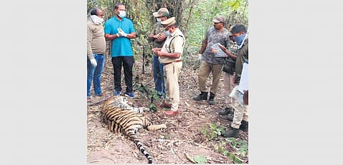Police and forest department officials are seen next to the carcass of the tiger in Daregaon forest area of Kagaznagar.