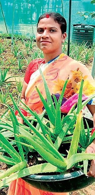 Not a cosmetic change, this! Fortunes of this 'aloe vera village'  residents' change after cultivatin
