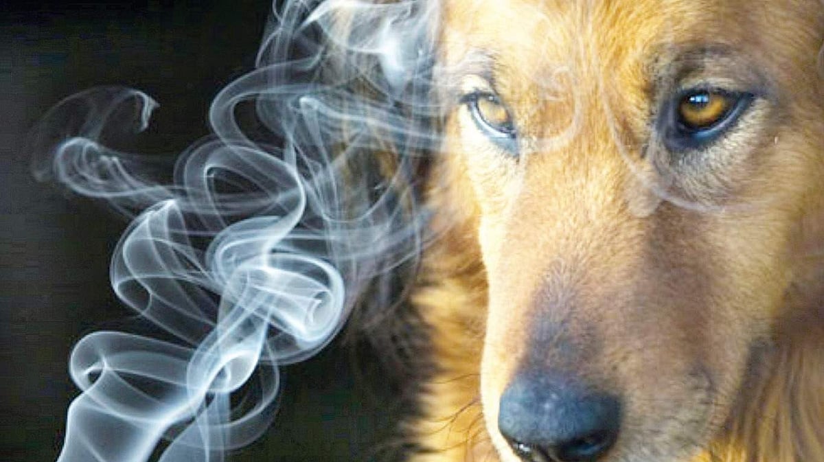 does cigarette smoke affect dogs Tobacco Smoke, Vaping, Nicotine, and The Risk They Pose to Our Pets Secondhand smoke severely affects dogs,
