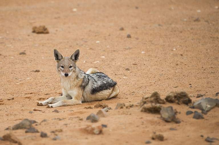 Jackal_AFP.jpg?w=1200&h=900&