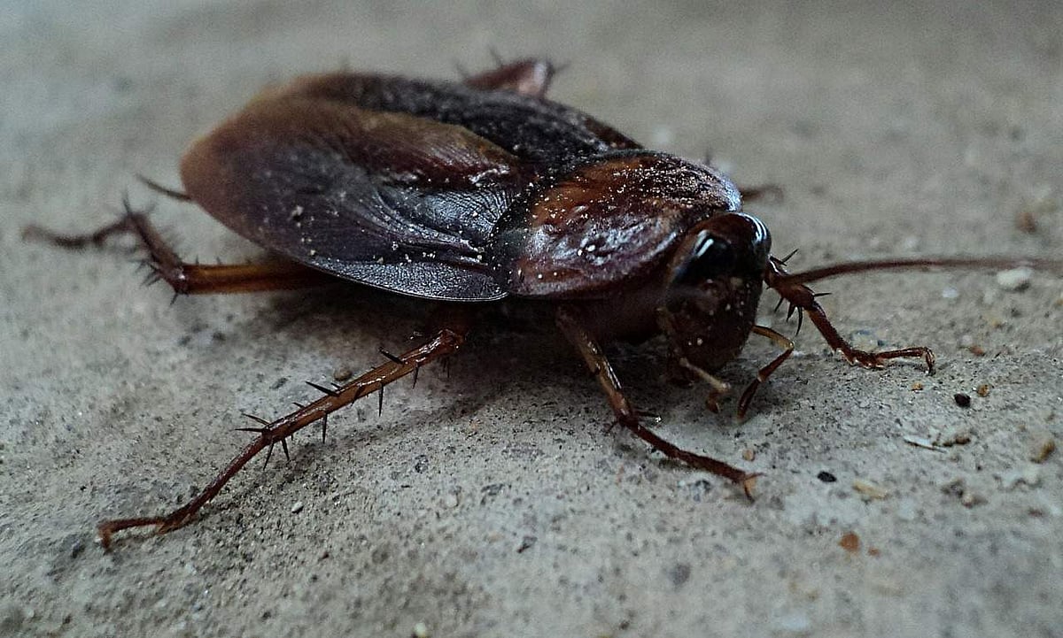Man in China undergoes surgery after accidentally inhaling cockroach ...