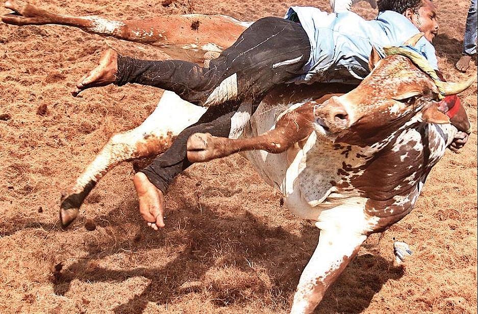 Taking the bull by its horns: Despite injuries, Jallikattu goes on in ...