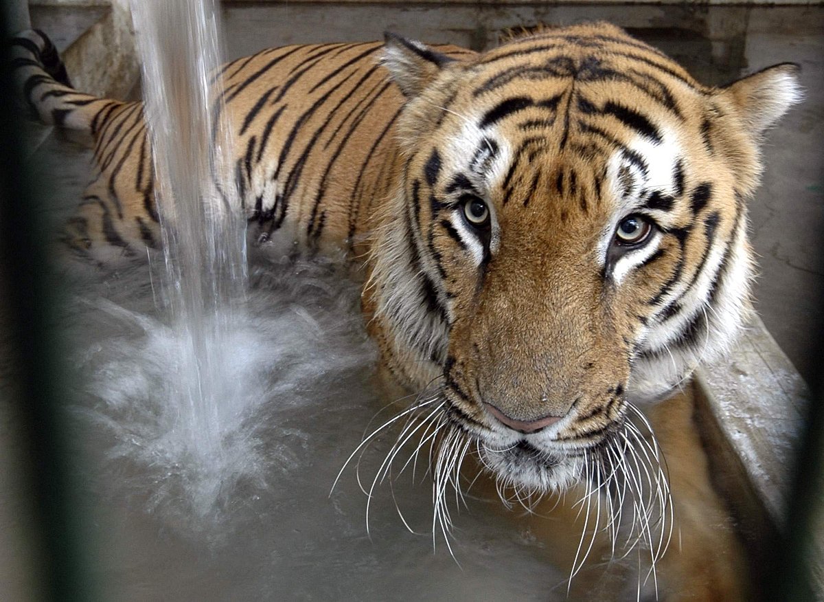 Tiger census in Pollachi forest division to begin today